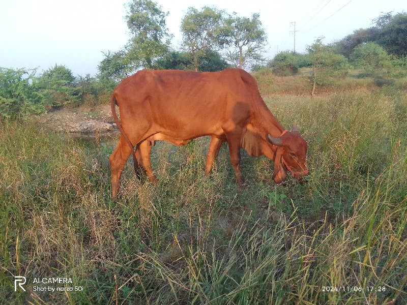 ગાય વેચવાની છે