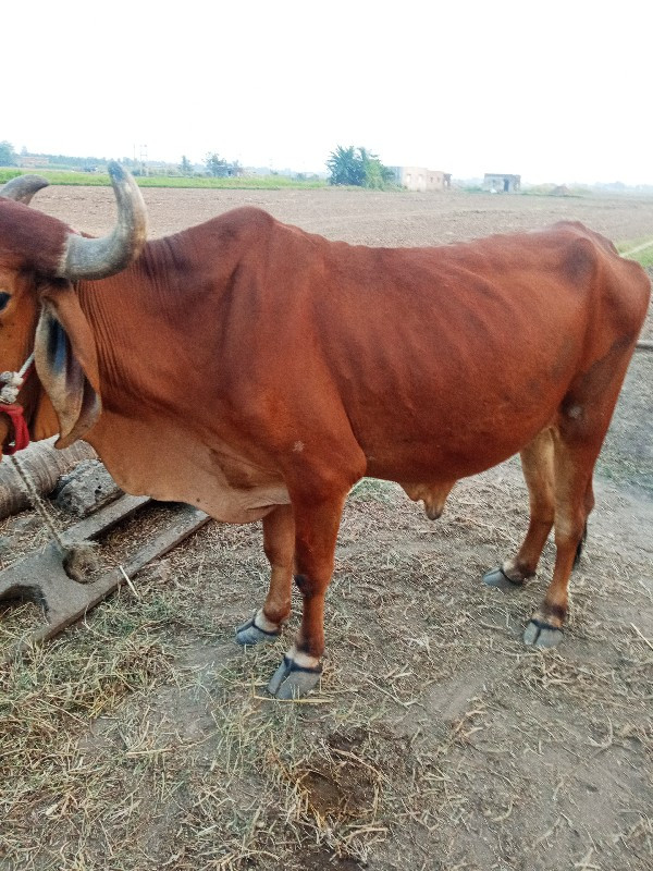 બળદ વેચવાનો છે