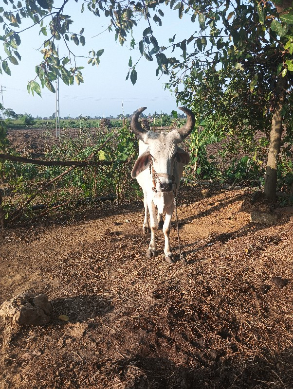 ગોઢલો ૧ વાવણી વ...