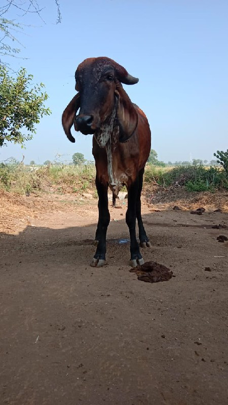 આ વાછડીયુ વેચવા...