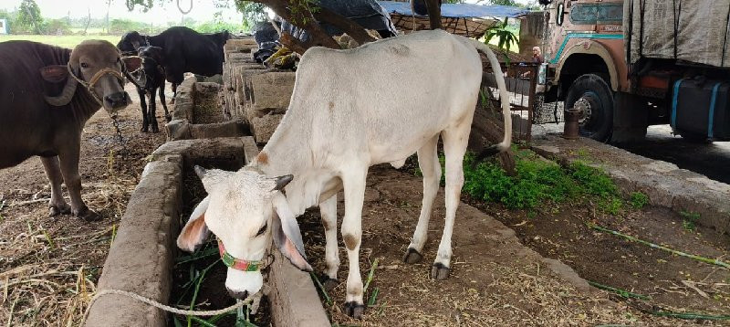 ગાય