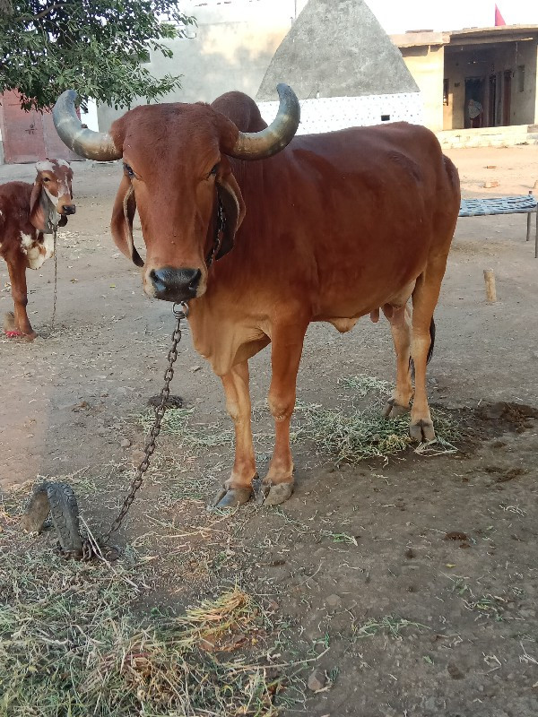 ગાય વેચવાની છે