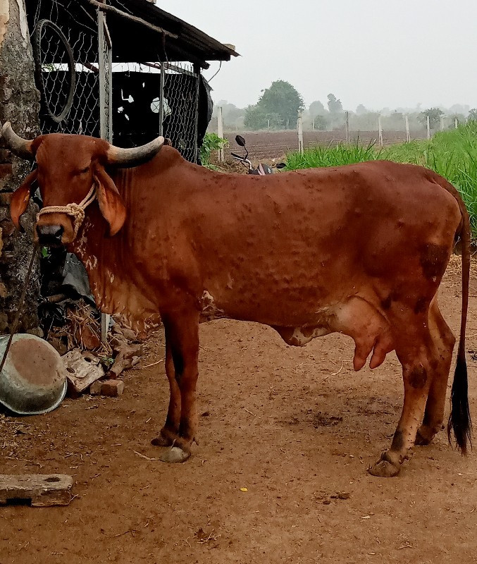 ગાય વહેંચવાની છ...