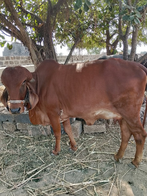 ગીર ગાય વેચવાની...