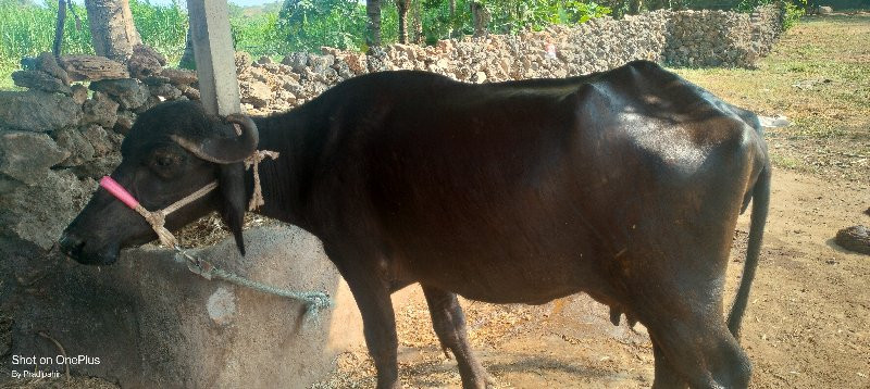 ખળેલી વેચવાની છ...