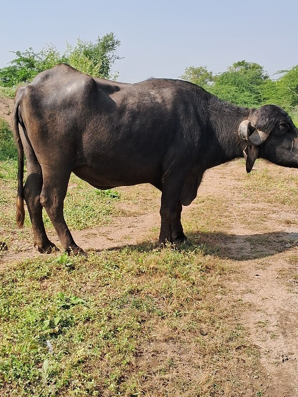 ભેસ વેચવાનીછે