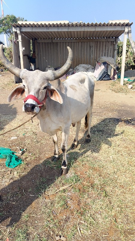 બળદ વેચવાના છે...