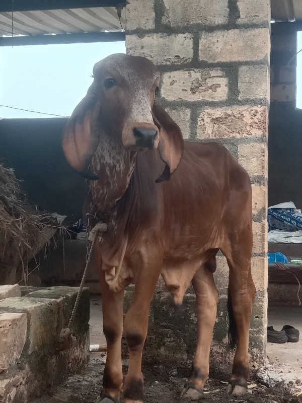 લાલ વાછડો વેચાણ...