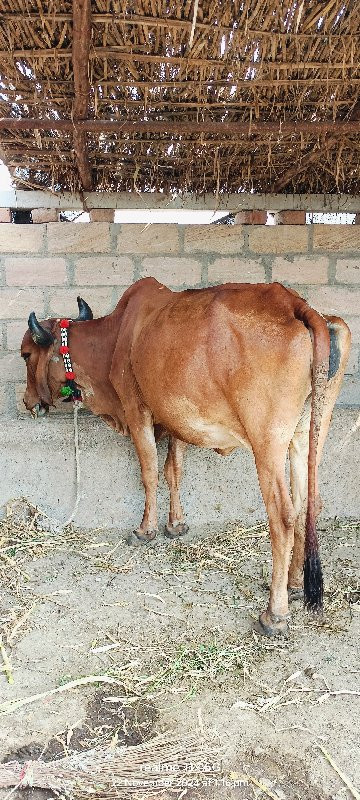 દેશી ગાય વેચવની...