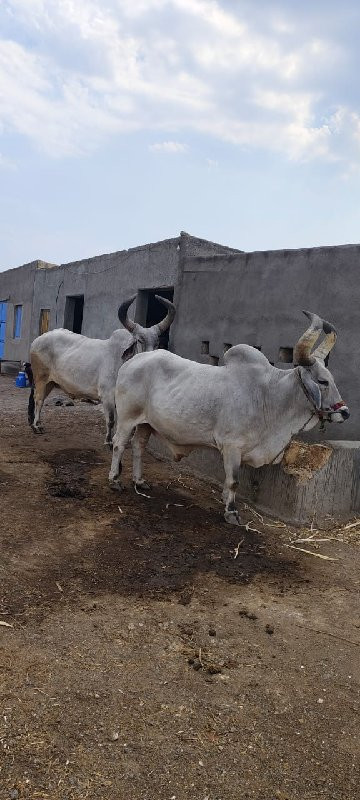 બરધ વેચવા છે વા...