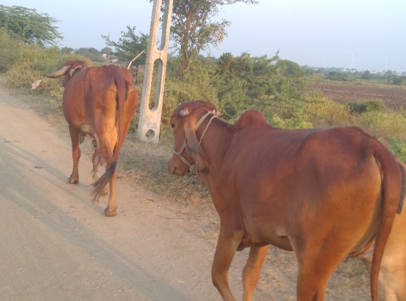 હોળકી વેચવાની છ...