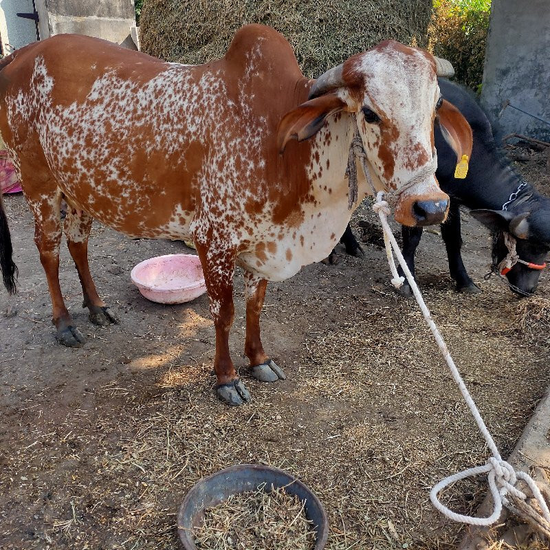 ગાય વેચવા ની છે