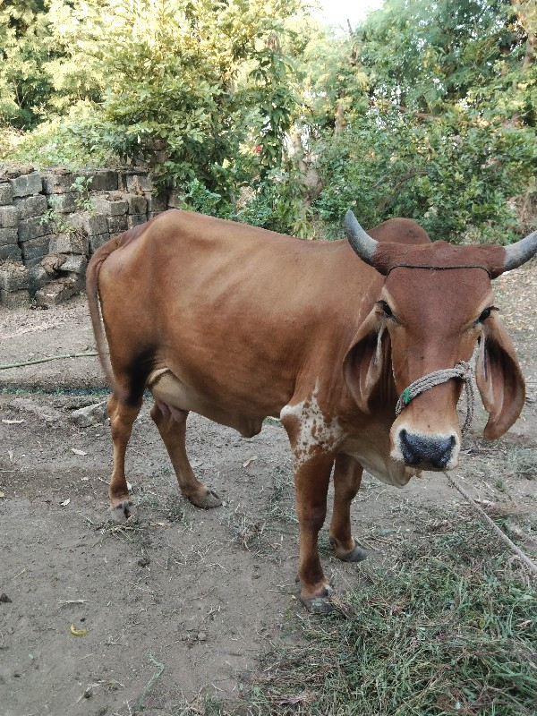 ગાય વેચવાની છે