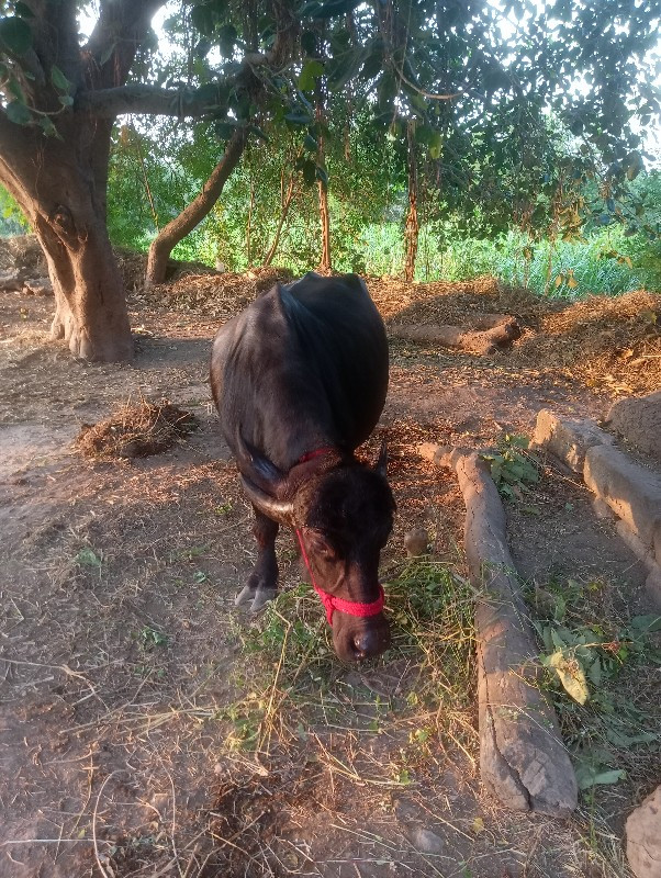 ભેંસ વેચવાની છે