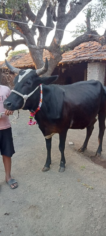 ક્રોસ ગાય વેચવા...