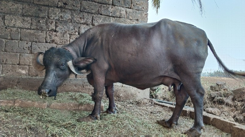 ભેંસ વેચવાની છે