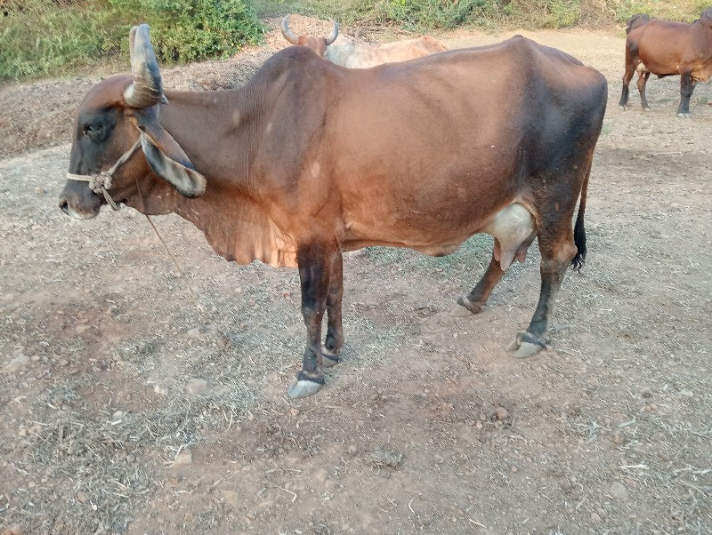 ગાય વેચવાની છે