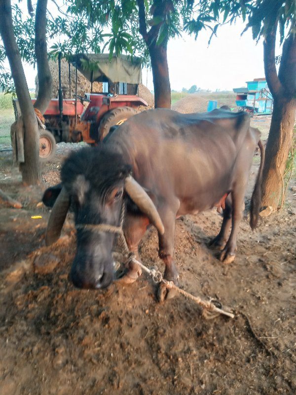 આ ત્રણ ભેંસો વે...