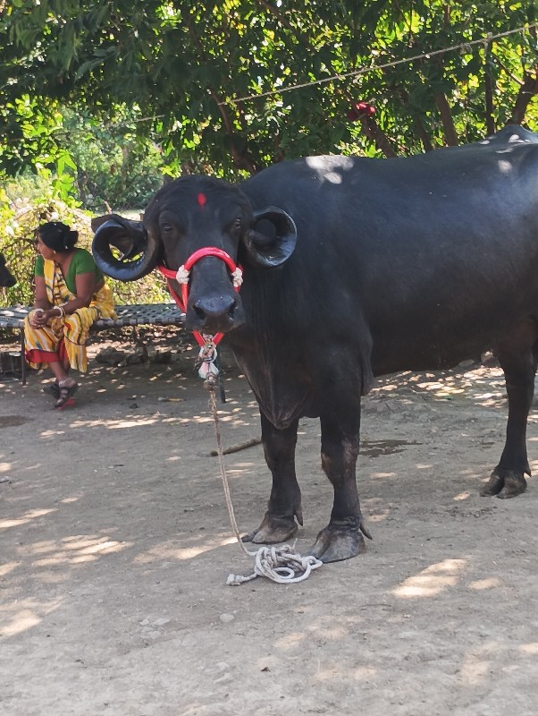 બીજા વેતરમાં ખડ...