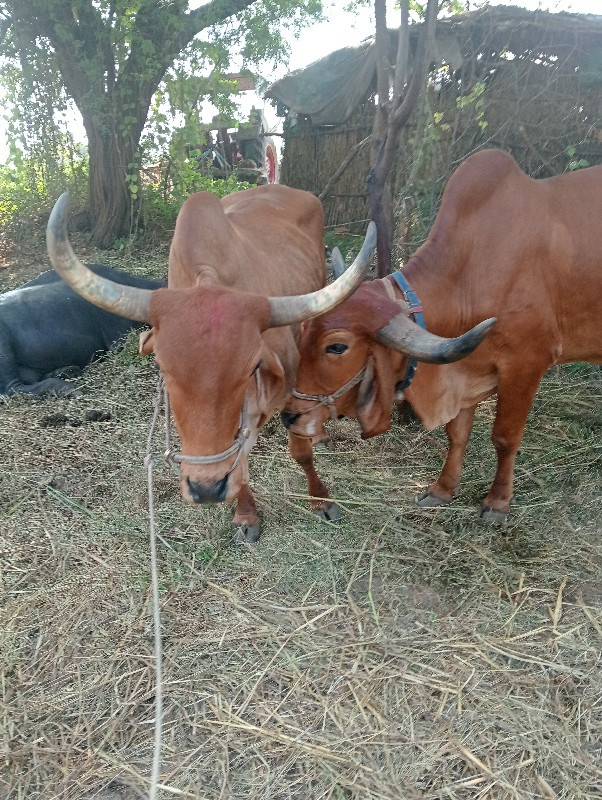 બળદ વેચવાના છે