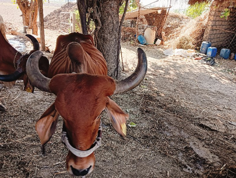 ગોરી ગાય