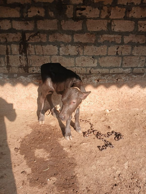 આ.ખડાય.વેશવાનિછ...