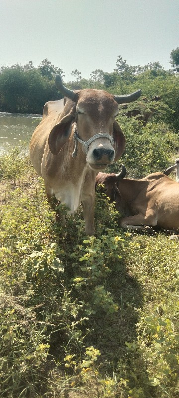 ગાય