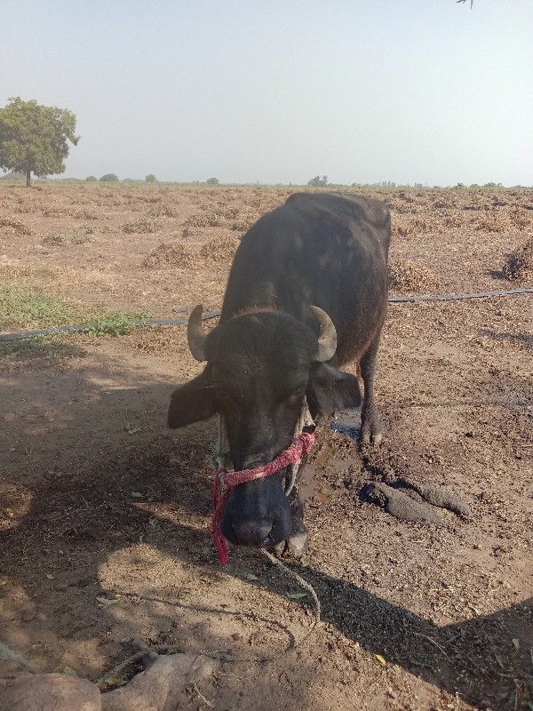 આ ખાદેલુ વેચવાન...