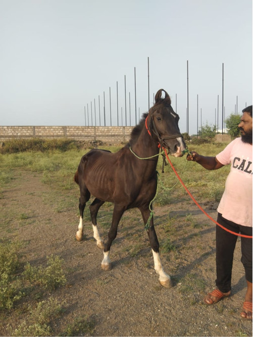 ઘોડો વેચવા નો છ...