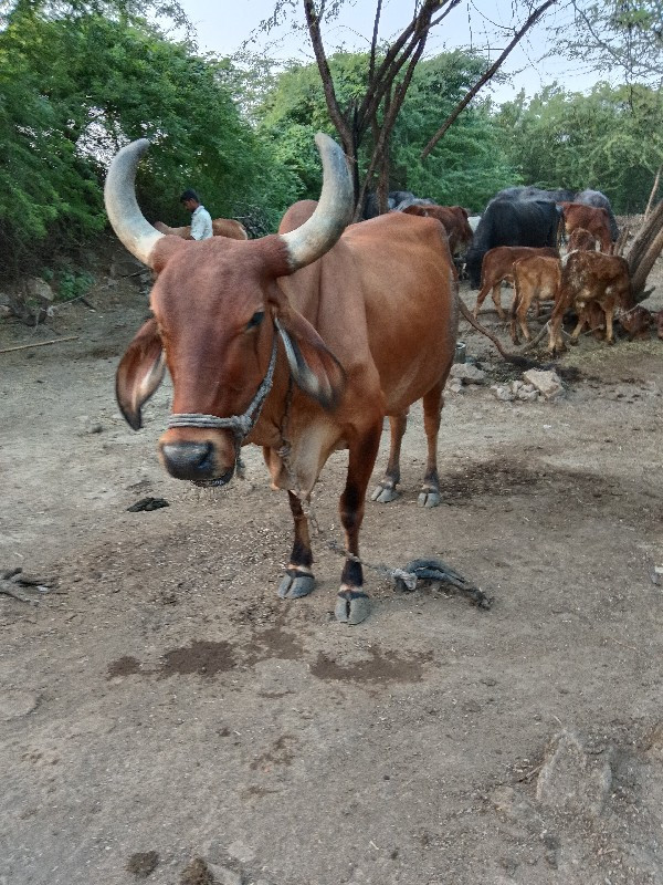 ગાય વેચવાની છે.