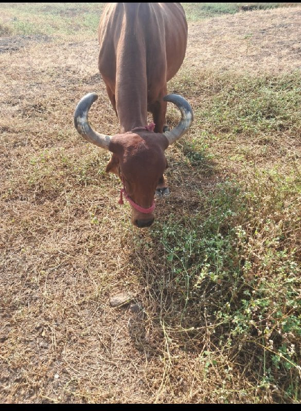 ગાય વેચવાની