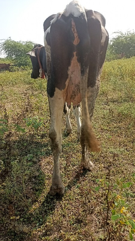 કૌચ બાવરી