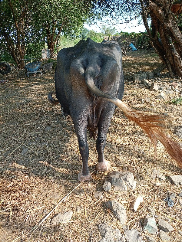 ભેંશ વેચવાની છે