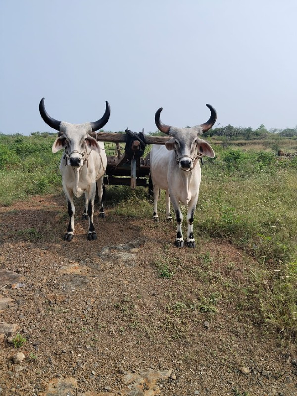 ગોઢલા.ધોરા.વેચવ...