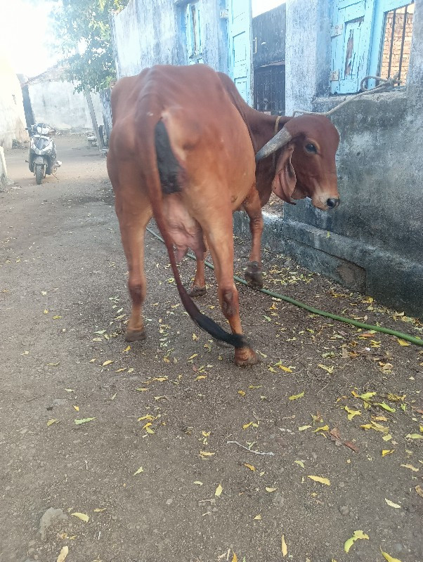 ગાય વેચવા ની છે