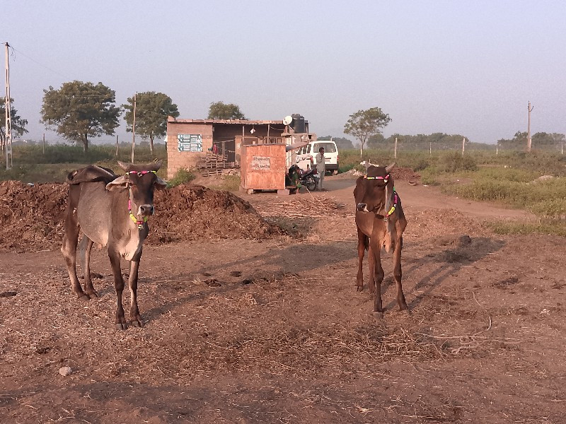 15000 રૂપિયા કિ...