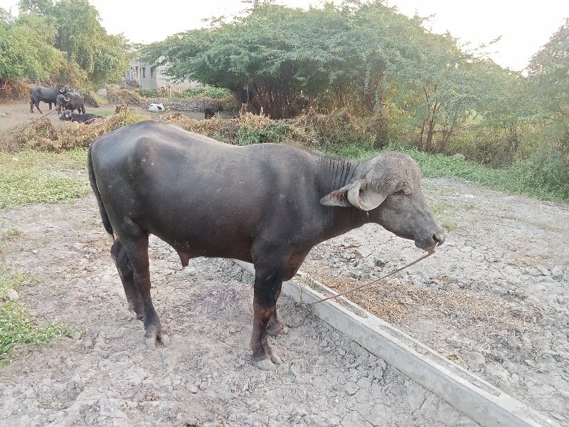 પાડો વેચવાનો છે