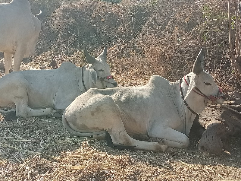 ગોઢલા