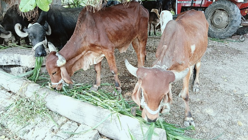 ગોધલા  વેચવાના...