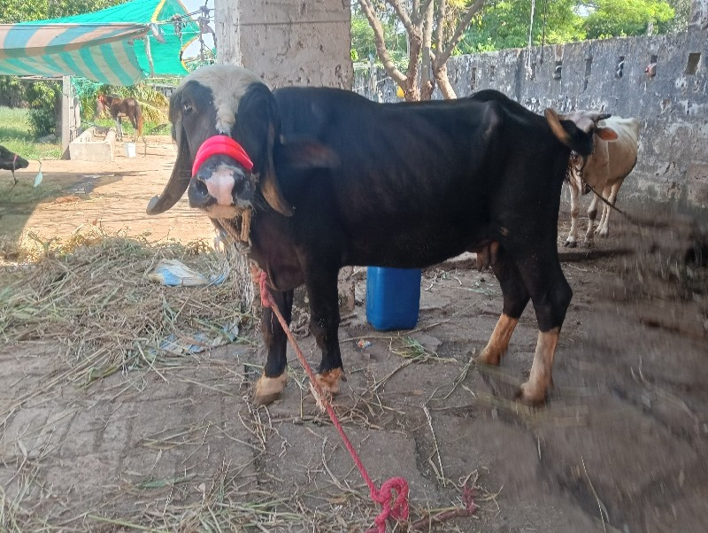 ખડેલી વેચવાની છ...