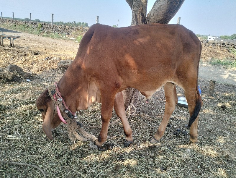 વાચડો વેચવાનો છ...