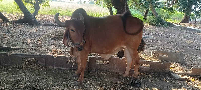 બીજી ધર ના બળદ...