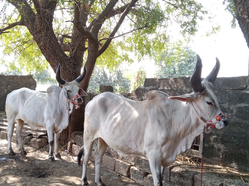 ગોઢલા વેચવાના છ...