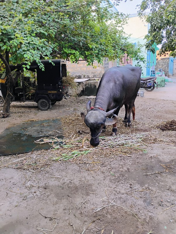 ભેંસ વેચવાની છે