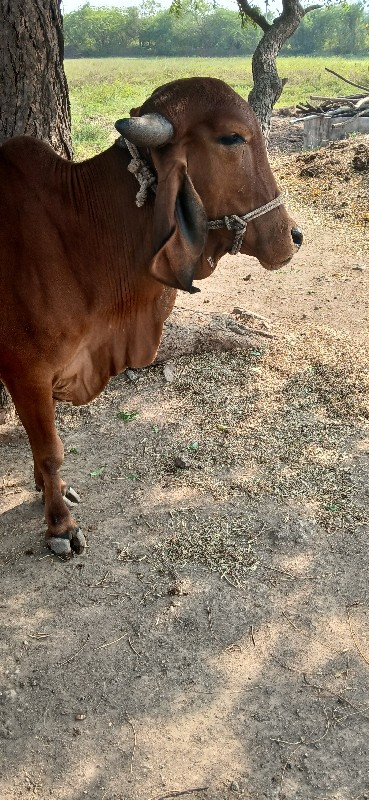 ગીર વીછડી  આપવા...