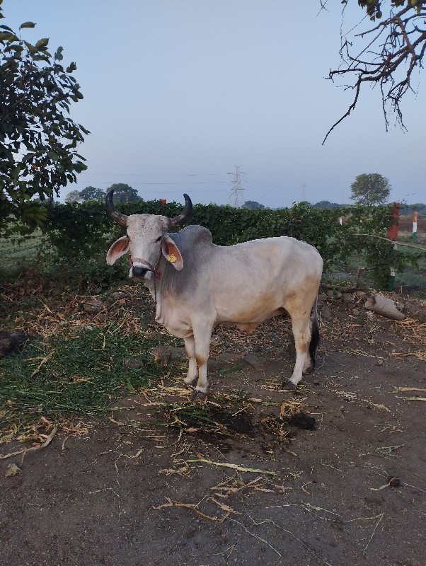 ગોઢલો બધેય હાલત...