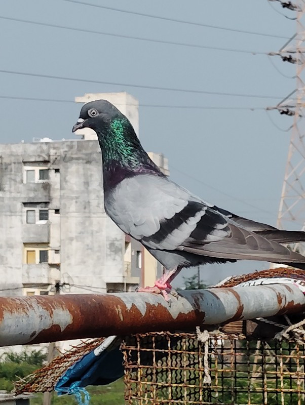 જંગાા