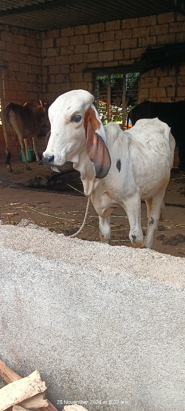 ખુંટ વેંચવાનો છ...