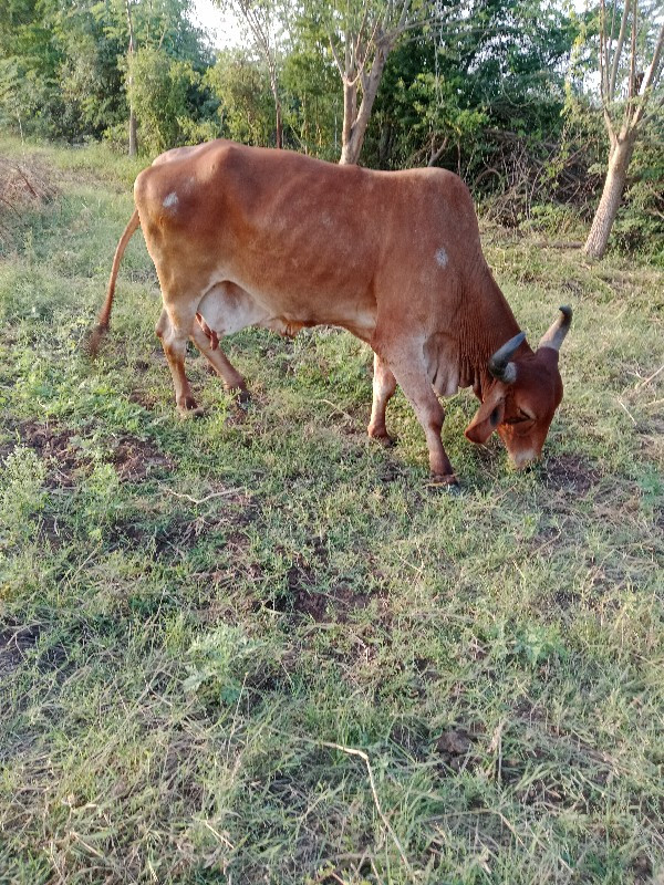 3 ગાય વેચવાની છ...