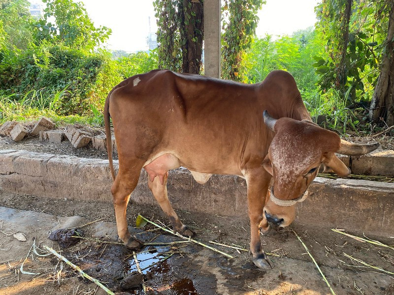 ગીર ગાય વેચવાની...